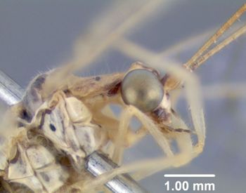 Media type: image; Entomology 26214   Aspect: head frontal view